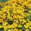 Goldsturm Black Eyed Susan 1 Goldsturm Black Eyed Susan -Green Haven Sales rudbeckia cropped
