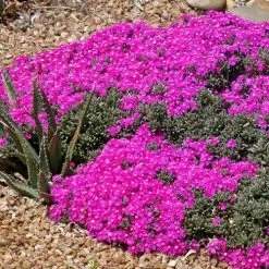 Creeping Shrubby Ice Plant (Ruschia) -Green Haven Sales ruschia pulvinaris 83750