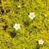 Scotch Moss (Sagina) -Green Haven Sales sagina subulata aurea 1