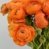 Salmon Ranunculus -Green Haven Sales salmon tecolote ranuncuclus orange 1