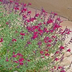 Burgundy Seduction Salvia -Green Haven Sales salvia burgundy seduction