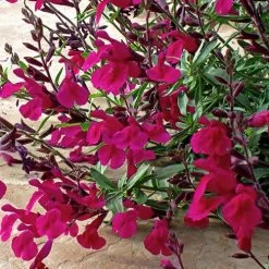 Burgundy Seduction Salvia -Green Haven Sales salvia burgundy seduction1