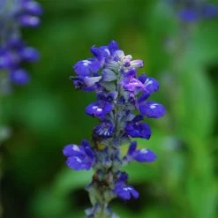 Texas Violet Salvia -Green Haven Sales salvia farinacea texas violet mealy sage