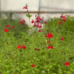 Furman's Red Texas Salvia -Green Haven Sales salvia furmans red garden flower