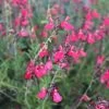 FlowerKisser® Coral-Pink Salvia 2 FlowerKisser® Coral-Pink Salvia -Green Haven Sales salvia greggii wwg003 flowerkisser coral pink sage cropped 3