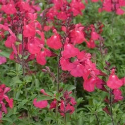 FlowerKisser® Coral-Pink Salvia 7 FlowerKisser® Coral-Pink Salvia -Green Haven Sales salvia greggii wwg3flowerkisser coral pink sage