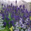Marcus Dwarf Blue Salvia -Green Haven Sales salvia marcus emmis oure cropped