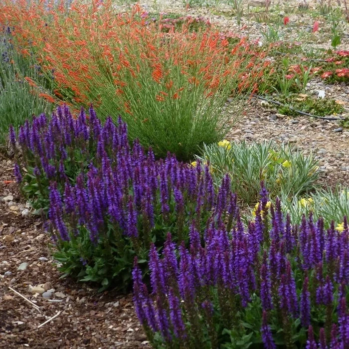 Little Night Salvia 4 Little Night Salvia - Image 2