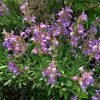 Dwarf Common Sage (Salvia) -Green Haven Sales salvia officinalis minimus 1
