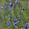 Autumn Sapphire™ Salvia -Green Haven Sales salvia reptans autumn sapphire brooke colburn cropped