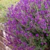 Ultra Violet Salvia -Green Haven Sales salvia ultra violet over wall purple 1