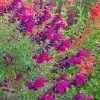 Burgundy Seduction Salvia -Green Haven Sales salvia burgundy seduction cc cropped