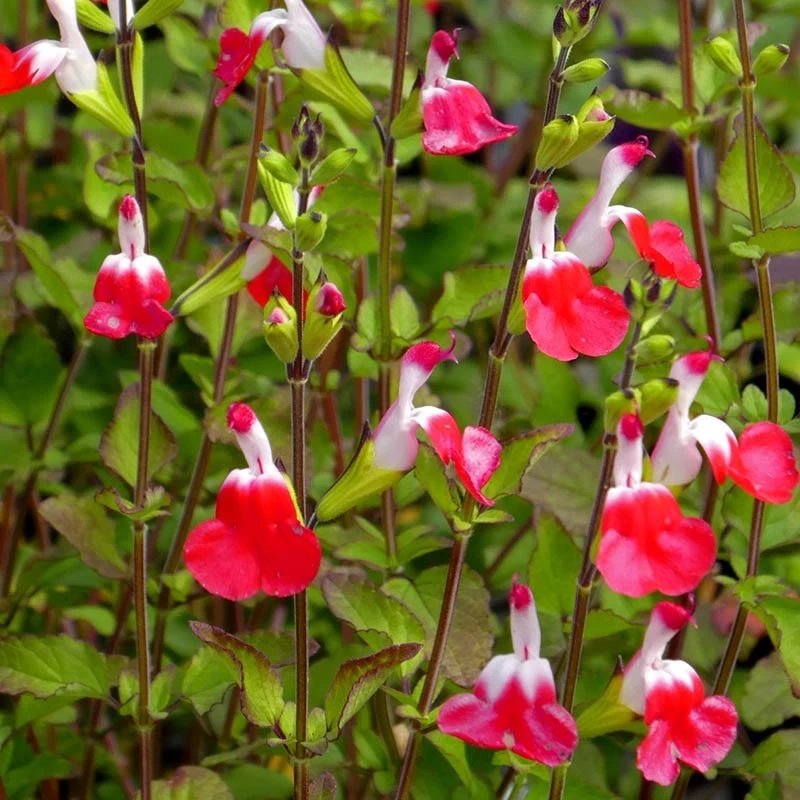 Front Page -Green Haven Sales salvia microphylla hot lips close up of flwrs cc