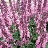 Lyrical™ Rose Salvia -Green Haven Sales salvia nemorosa balyricose