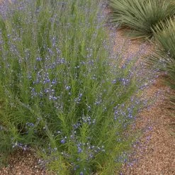 Autumn Sapphire™ Salvia -Green Haven Sales salvia reptans autumn sapphire brooke colburn 1 actually cropped