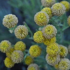 Gray Santolina -Green Haven Sales santolina chamaecyparissus gray santolina summer flowers close up