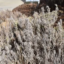 Gray Santolina -Green Haven Sales santolina chamaecyparissus gray santolina winter