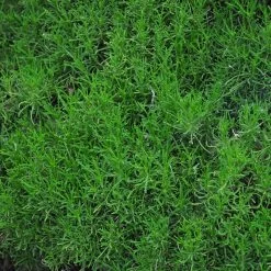 Green Santolina -Green Haven Sales santolina rosmarinifolia green santolina spring foliage