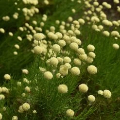 Green Santolina -Green Haven Sales santolina rosmarinifolia green santolina summer cream flowers