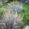 Boulder Blue Fescue Grass -Green Haven Sales saxon holt festuca boulder blue