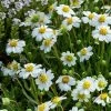 Blackfoot Daisy (Melampodium) -Green Haven Sales saxon holt melampodium leucanthemum