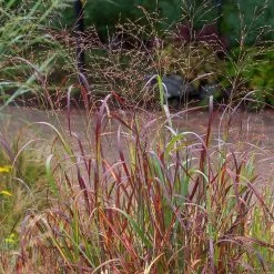 Shenandoah Switch Grass -Green Haven Sales saxon holt panicum shenandoah