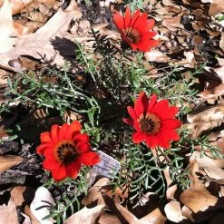 Scarlet Tanager Gazania -Green Haven Sales scarlet tanager african daisy ground trio