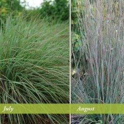 Standing Ovation Little Bluestem Grass -Green Haven Sales schizachyrium scop standing ovation july august 1 1