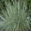 Prairie Blues Little Bluestem Grass -Green Haven Sales schizachyrium prairie blues walters gardens cropped