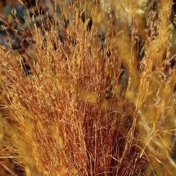 Blaze Little Bluestem Grass 9 Blaze Little Bluestem Grass -Green Haven Sales schizachyrium scoparium blaze cropped 2