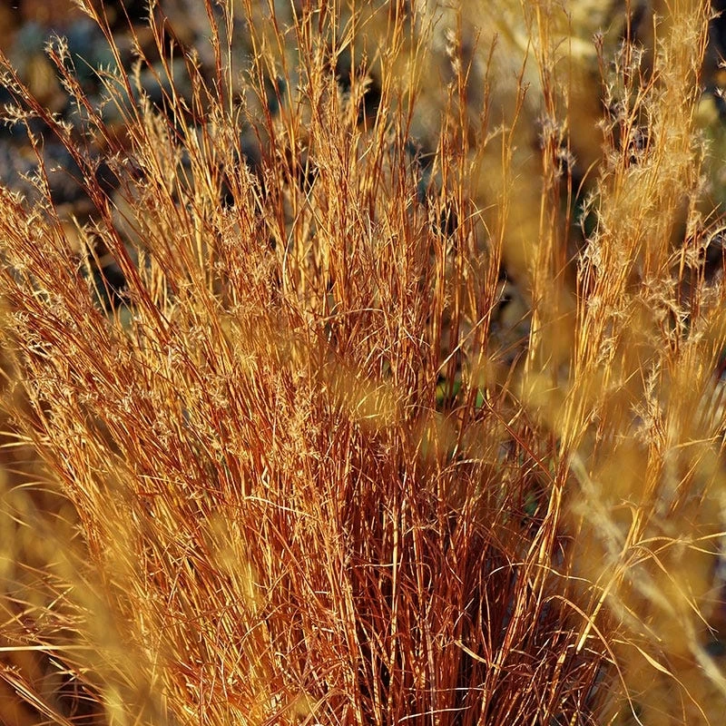 Blaze Little Bluestem Grass 5 Blaze Little Bluestem Grass - Image 3