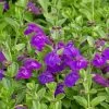 Dark Violet Skullcap (Scutellaria) -Green Haven Sales scutellaria dark violet close up flower