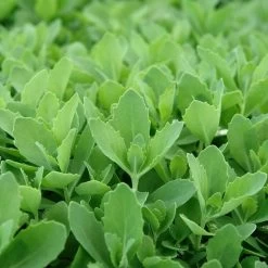 Autumn Fire Sedum -Green Haven Sales sed autumnfire fol northcreek nu