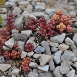 Old Man's Bones Sedum -Green Haven Sales sedum globosum old mans bones growing 1