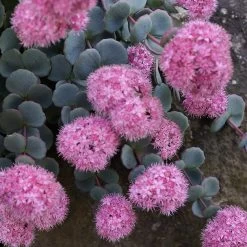 October Daphne Sedum -Green Haven Sales sedum seboldii october daphne 11