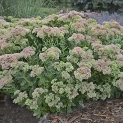 Autumn Fire Sedum -Green Haven Sales sedum autumn fire whole plant e