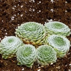Cobweb Hens And Chicks -Green Haven Sales sempervivum arachnoideum