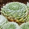 Cobweb Hens And Chicks -Green Haven Sales sempervivum arachnoideum 3