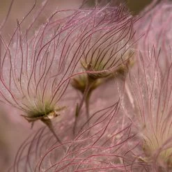 Apache Plume (Fallugia) -Green Haven Sales shutterstock apache plume fallugia paradoxa 2 cropped