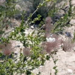 Apache Plume (Fallugia) -Green Haven Sales shutterstock apache plume fallugia paradoxa 3 cropped
