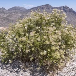 Apache Plume (Fallugia) -Green Haven Sales shutterstock apache plume fallugia paradoxa 4 cropped