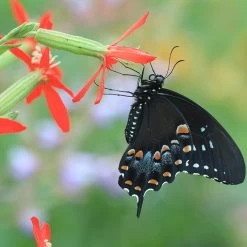 Royal Catchfly (Silene) -Green Haven Sales silene regia royal catchfly black swallowtail butterfly 1