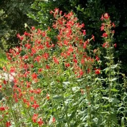 Royal Catchfly (Silene) -Green Haven Sales silene reiga royal catchfly full plant