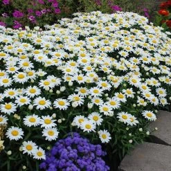 Snowcap Shasta Daisy -Green Haven Sales snowcap shasta daisy 2