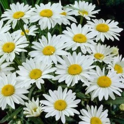 Snowcap Shasta Daisy -Green Haven Sales snowcap shasta daisy 3