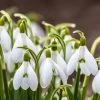 Snowdrops -Green Haven Sales snowdrops green white 530249788 cropped
