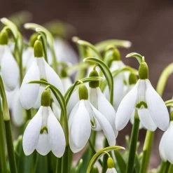 Snowdrops