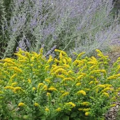 Golden Fleece Goldenrod (Solidago) 7 Golden Fleece Goldenrod (Solidago) -Green Haven Sales solidago golden fleece russian sage perovskia atriplicifolia