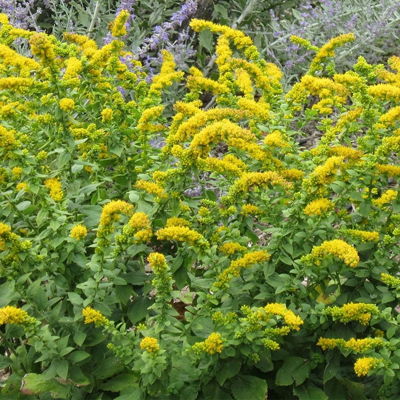 Golden Fleece Goldenrod (Solidago) 4 Golden Fleece Goldenrod (Solidago) - Image 2