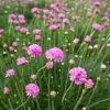 Splendens Armeria -Green Haven Sales splendens sea thrift armeria maritima splendens flowres